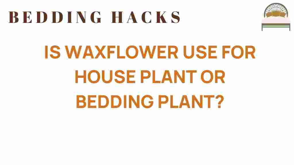 waxflower-house-plant-or-bedding-plant