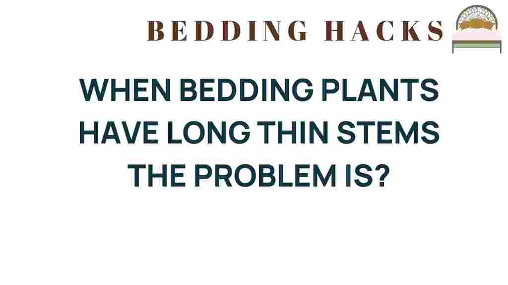 bedding-plants-long-thin-stems