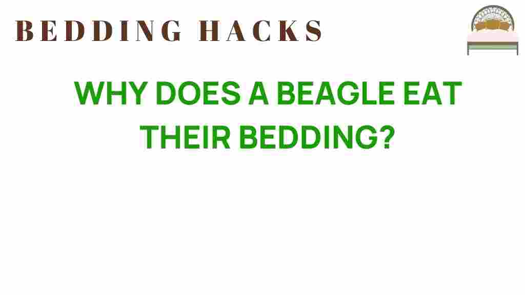 why-does-a-beagle-eat-their-bedding